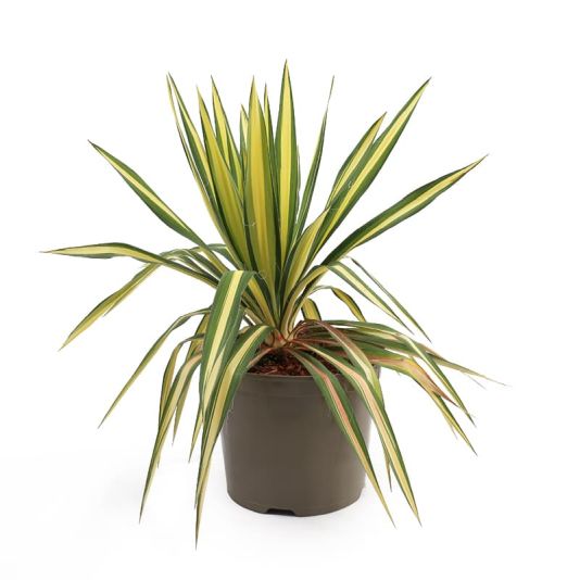 Yucca 'Gold Heart' 7.5 Litres