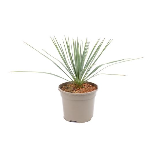 Yucca rostrata 3 Litres