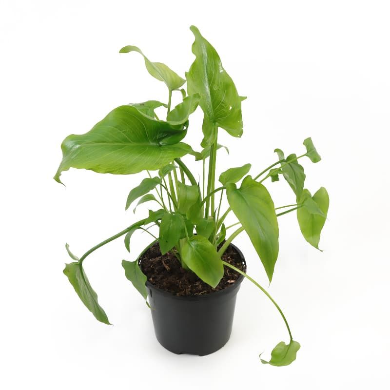 Zantedeschia aethiopica 3 Litres