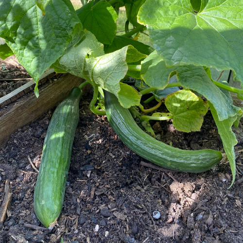 Cucumbers from the garden centre