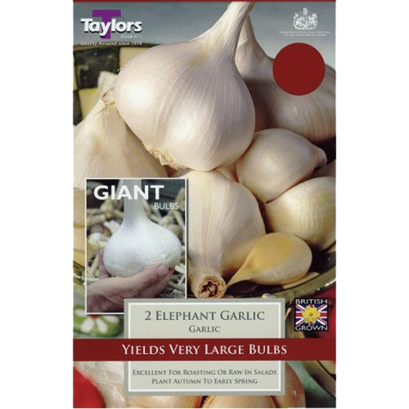 Elephant Garlic Best Selling Type Of Garlic