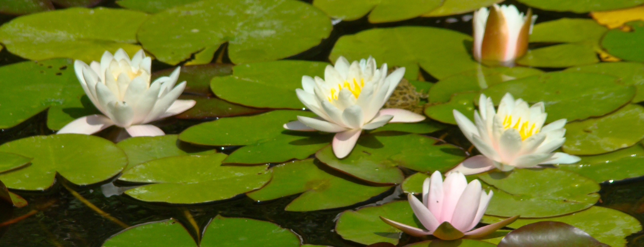 Adding plants like waterlilies can reduce the amount of sunlight reaching the algae, slowing its spread