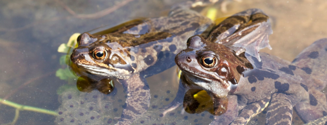Frogspawn and toadspawn will appear in February and March