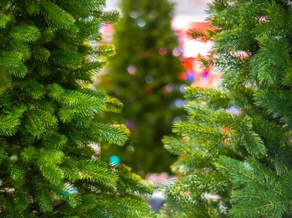 Tates of Sussex Christmas Trees