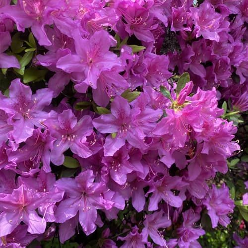 rhododendrons camellias and azaleas