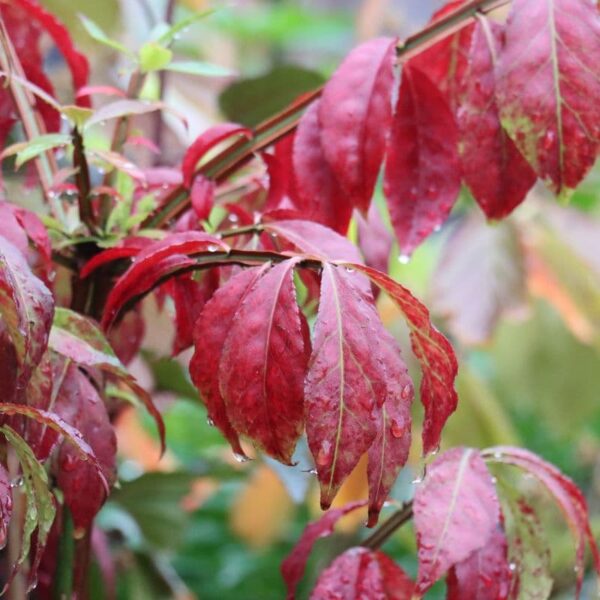 Autumn colour plants