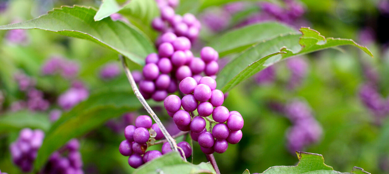 Closeup of beautyberry (Callicarpa dichotoma) fruit.